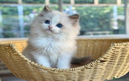 Ragdoll cats for sale:  ‼️ 1 left ‼️blue bicolour boys  - Image 8