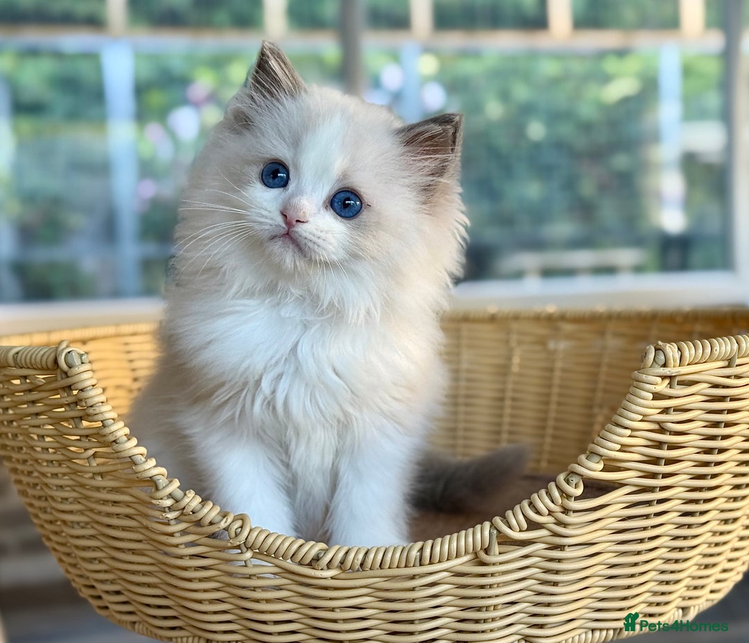 Ragdoll cats for sale:  ‼️ 1 left ‼️blue bicolour boys  - Image 8