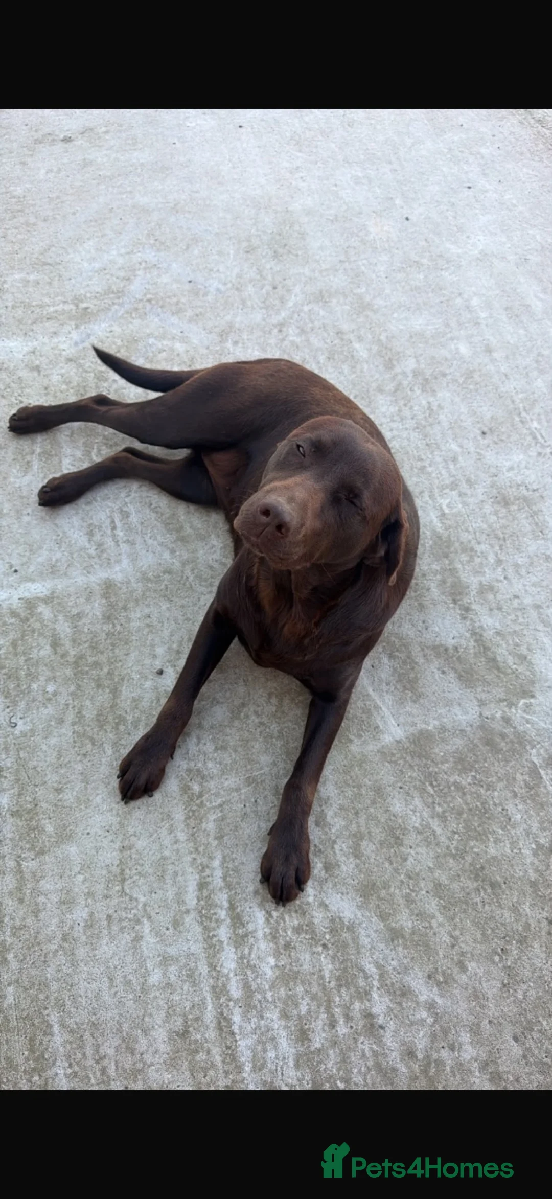 Labrador Retriever dogs for sale: 2 Year Old Chocolate Labrador for Rehoming  - Advert 3