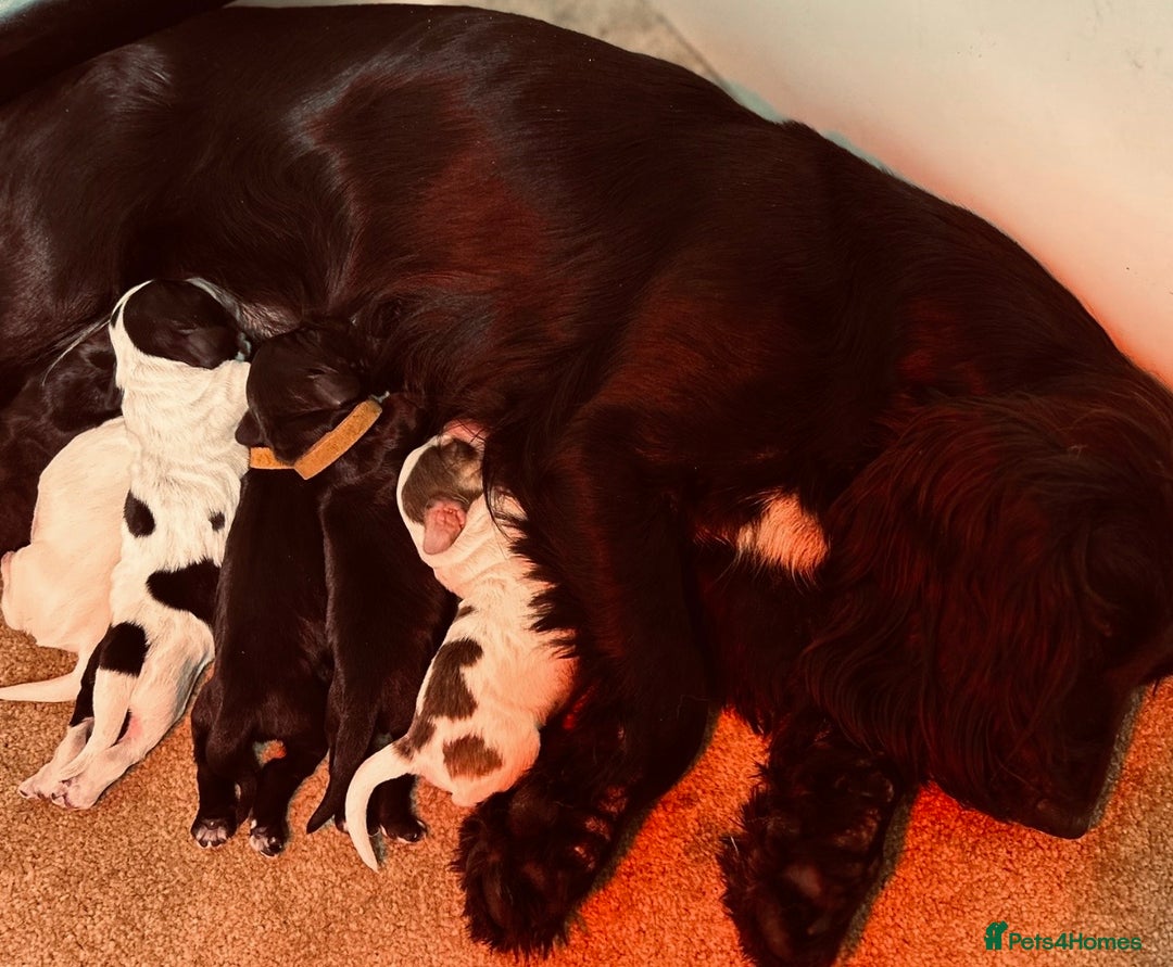 Cocker Spaniel dogs for sale: Chocolate, Blue Roan & Black Cocker Spaniel Babies - Advert 10