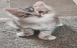 Maine Coon cats for sale: Mainecoon Kittens - Image 16