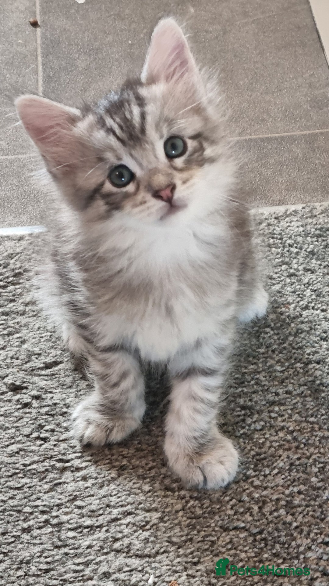 Maine Coon cats for sale: Mainecoon Kittens - Image 16