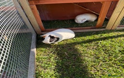 Guinea Pig rodents for sale: Two male guinea pigs  - Image 1