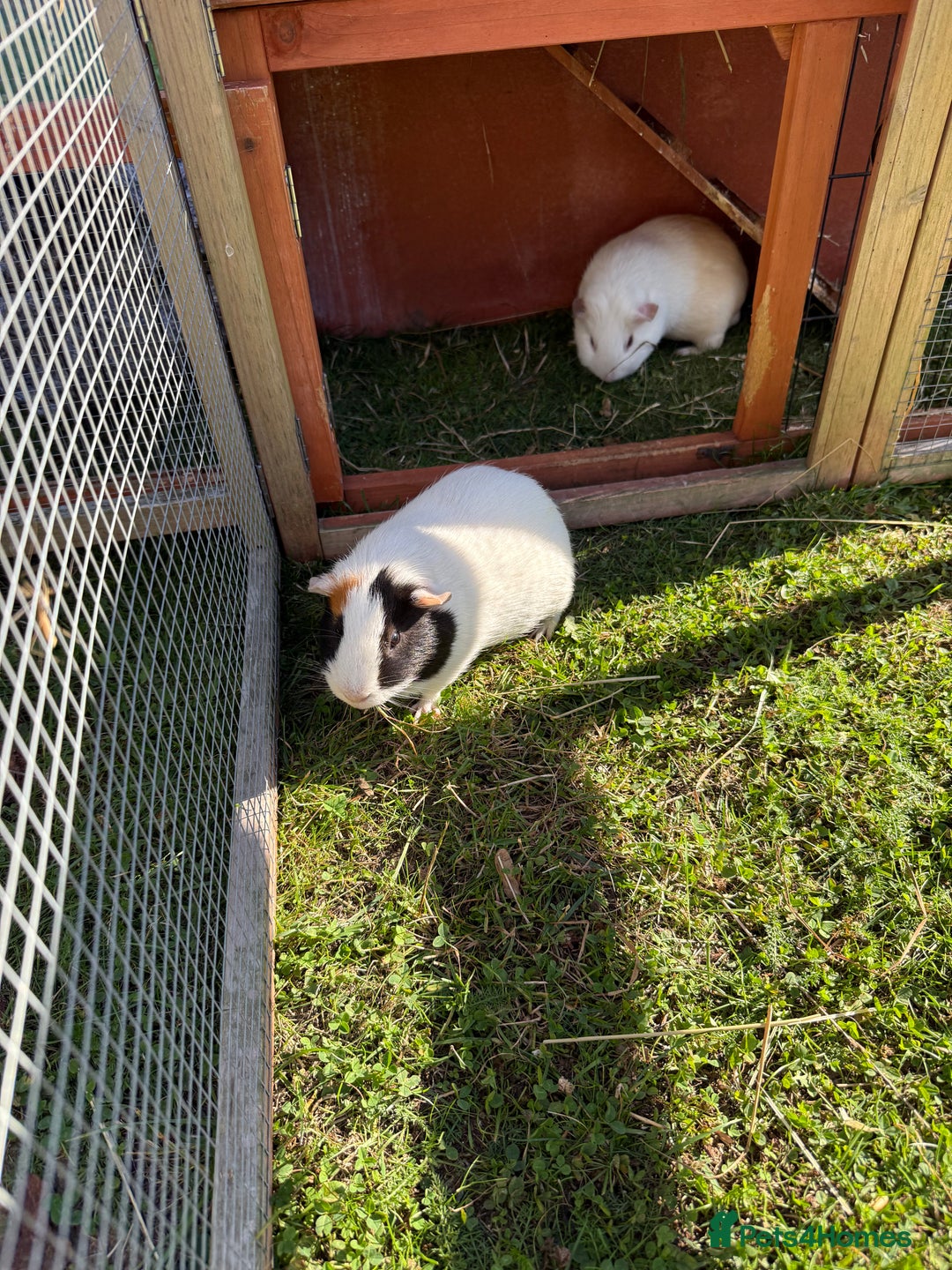 Guinea Pig rodents for sale: Two male guinea pigs  - Image 1
