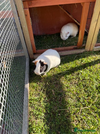 Guinea Pig rodents - Advert 3