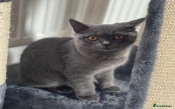 British Shorthair cats for sale: British shorthair female kitten❤️ - Image 4