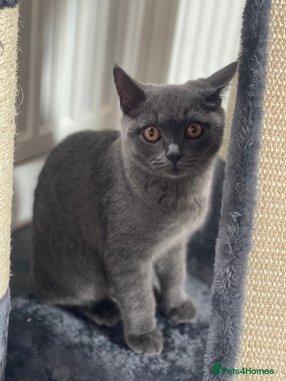British Shorthair cats for sale: British shorthair female kitten❤️ - Image 4