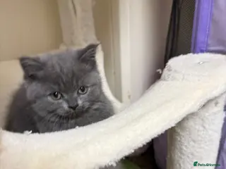 Scottish Fold cats Scottish fold / straight kittens - Advert 10