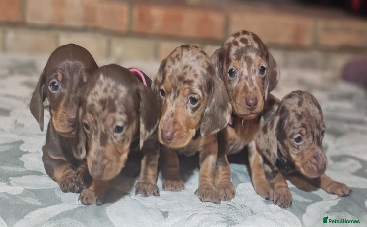 Miniature Dachshund dogs - Advert 1