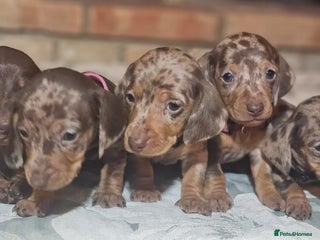 Miniature Dachshund dogs - Advert 29
