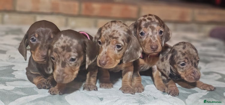 Miniature Dachshund dogs - Advert 1