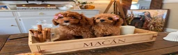 Cockapoo dogs for sale: 1 female Cockerpoo fully vaccinated  - Advert 17