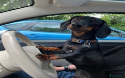 Miniature Dachshund dogs for stud: Black & tan Smooth Haired Dachshund Stud. - Image 6