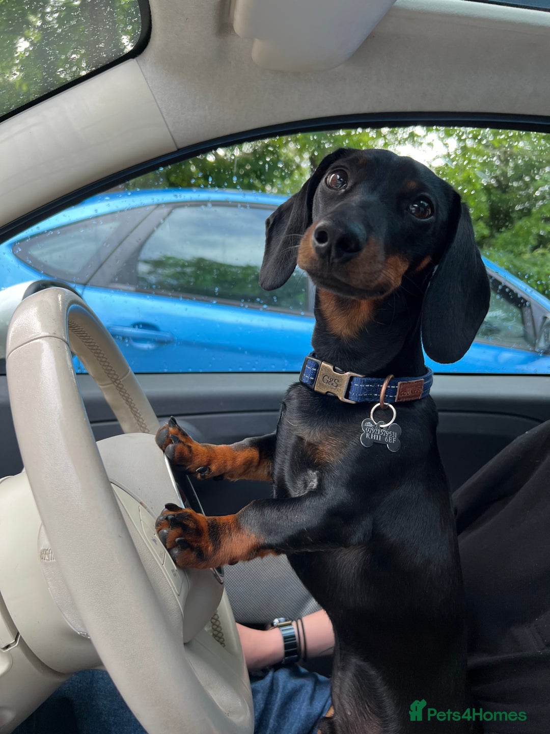 Miniature Dachshund dogs for stud: Black & tan Smooth Haired Dachshund Stud. - Image 6