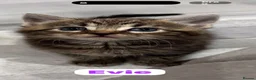 Mixed Breed cats for sale: 🩵🩷…7 stunning kittens…🩷🩵 - Advert 2