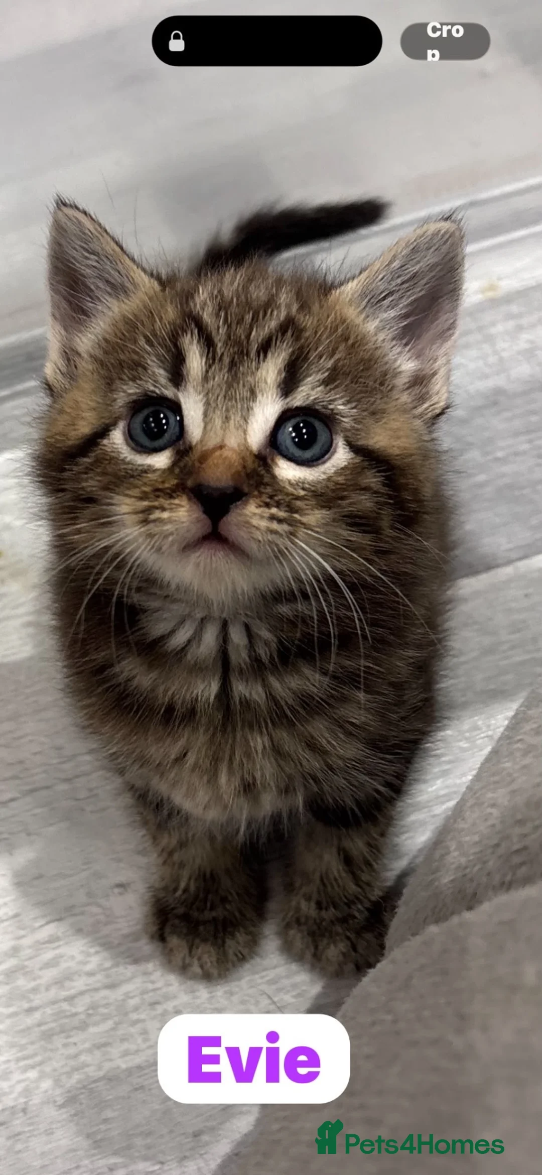 Mixed Breed cats for sale: 🩵🩷…7 stunning kittens…🩷🩵 - Advert 2