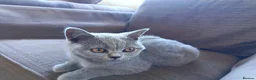 British Shorthair cats for sale: Ready to go. Gccf registered blue BSH kittens - Advert 3