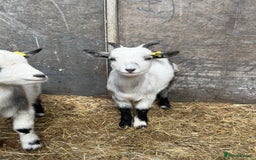 Goats livestock for sale: Hilarious friendly baby Pygmy kids for sale  - Image 9