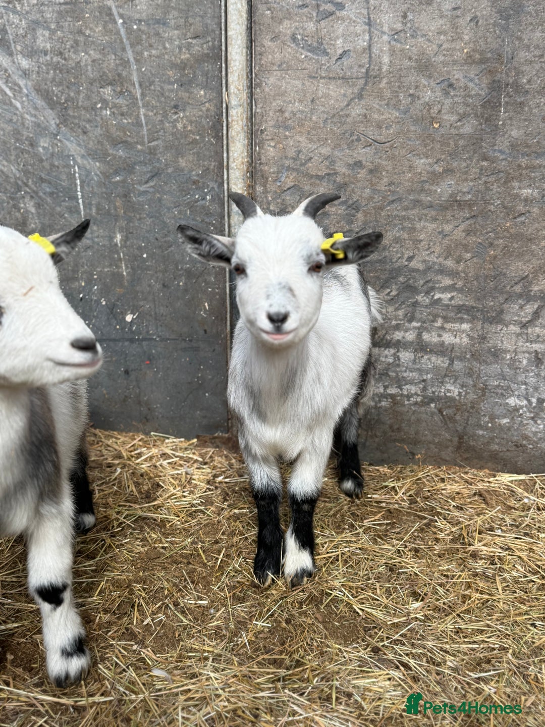 Goats livestock for sale: Hilarious friendly baby Pygmy kids for sale  - Image 9