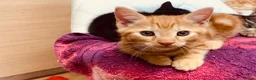 British Shorthair cats for sale: Kittens for sale - Advert 3