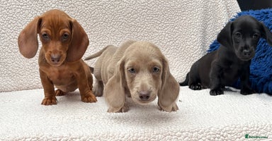 Dachshund dogs - Advert 7