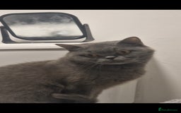 British Shorthair cats for sale: 😍 READY NOW gccf reg British shorthair kittens - Advert 5