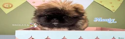 Pekingese dogs for sale: 💙OUTSTANDING QUALITY BOY 💙 champion lines in Gateshead - Advert 18