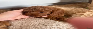 Cavapoo 5