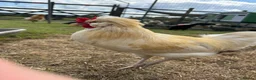 Chickens poultry for sale: Polish x Leghorn cockerel caramel and white  - Advert 13