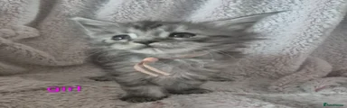 Maine Coon Kitten 3