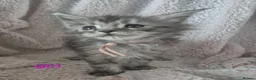 Maine Coon cats for sale: Amazing mainecoon kittens - Advert 10