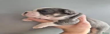 French Bulldog 1
