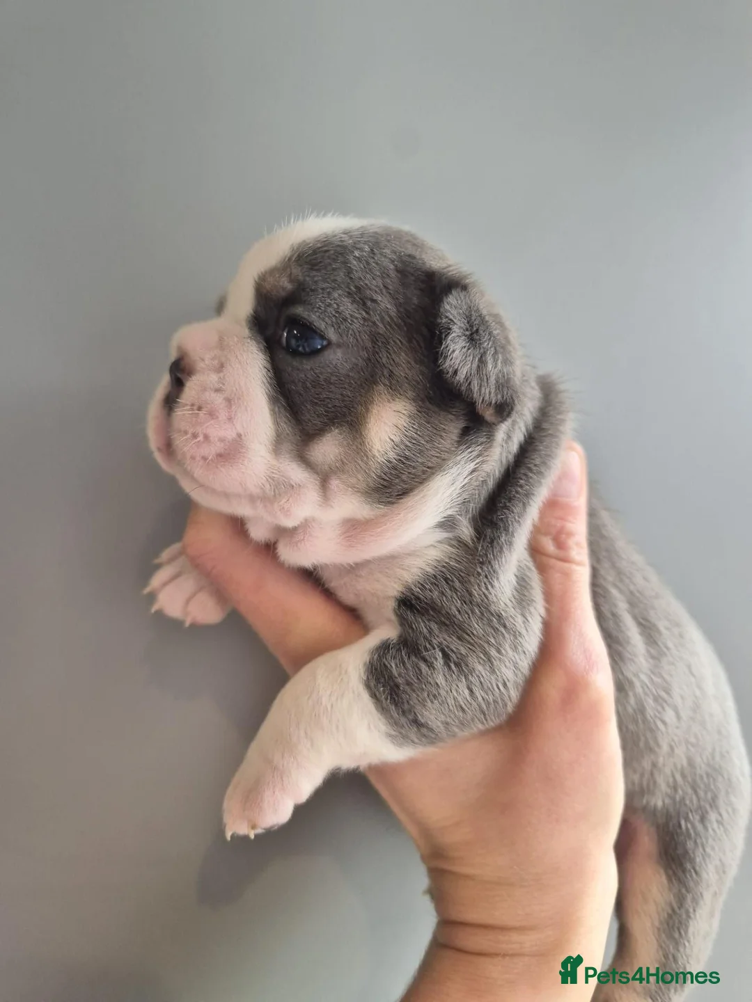 French Bulldog dogs for sale: Stunning 3 boys & 5 girls French Bulldog Puppies - Advert 9