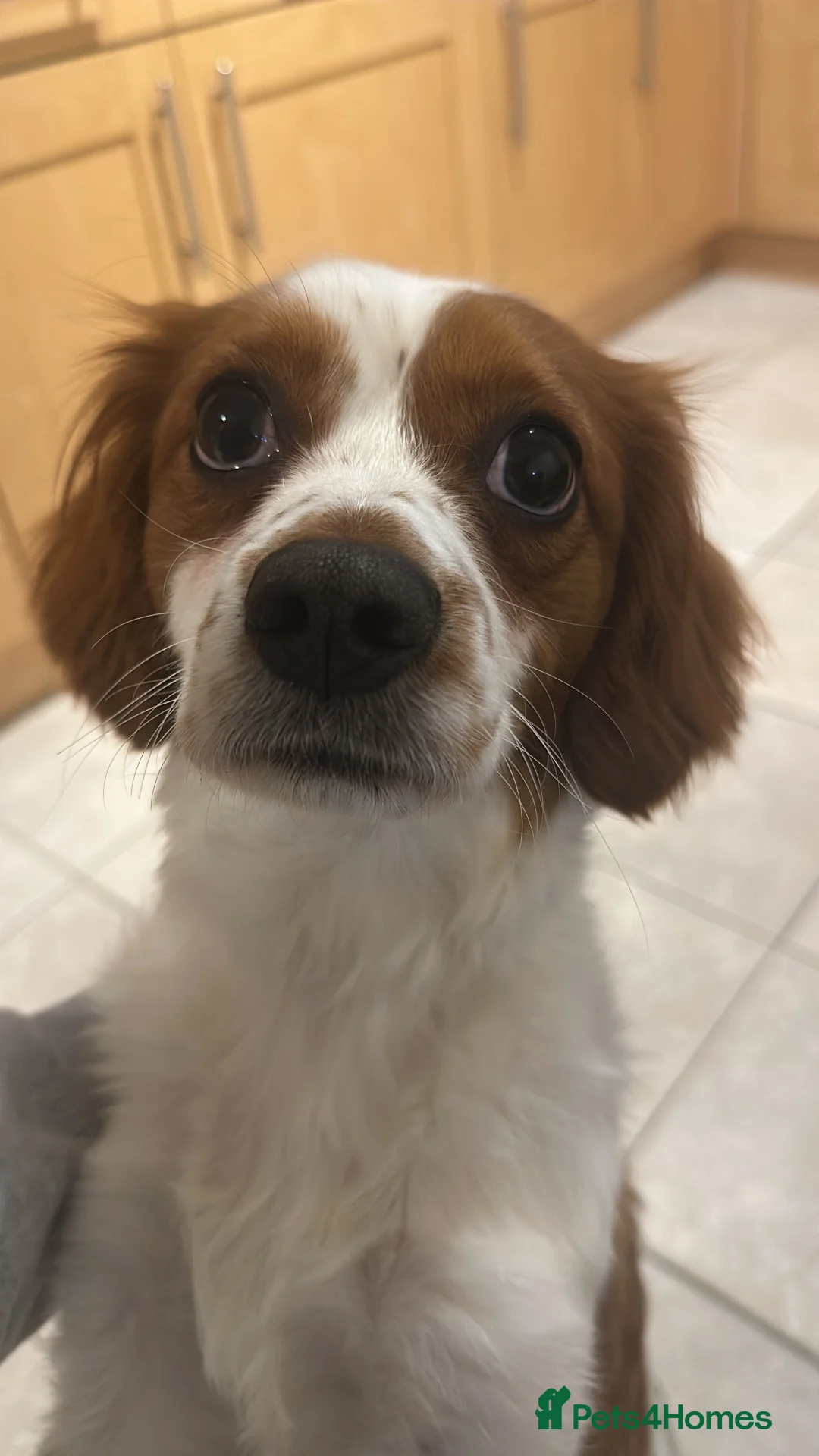 Cavachon dogs for sale: 14 month old Cavachon - Advert 5