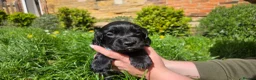 Cocker Spaniel dogs for sale: Meet lady's beautiful cocker spaniel puppies in Nottingham - Advert 18