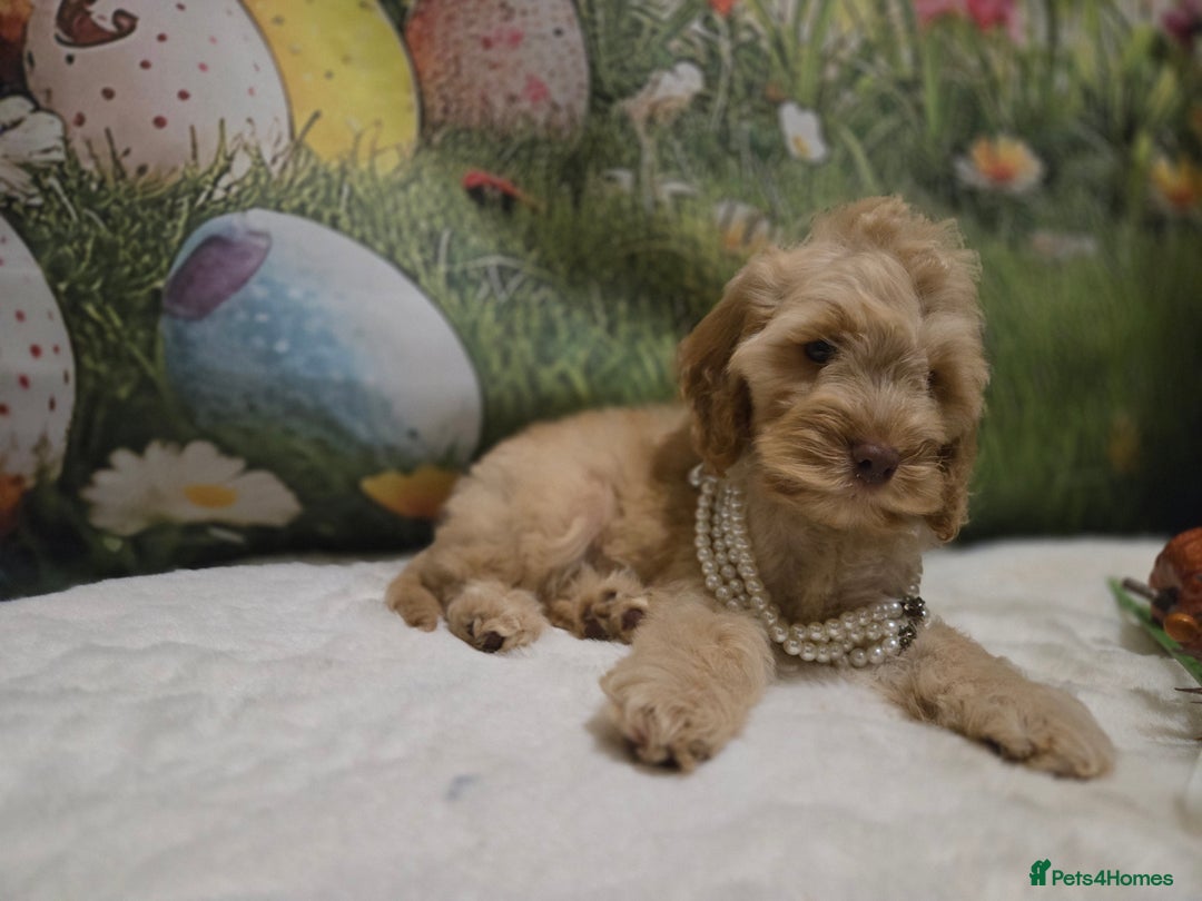 Cockapoo dogs for sale: Fully vaccinated and Extensively health tested.  in Wisbech - Image 12