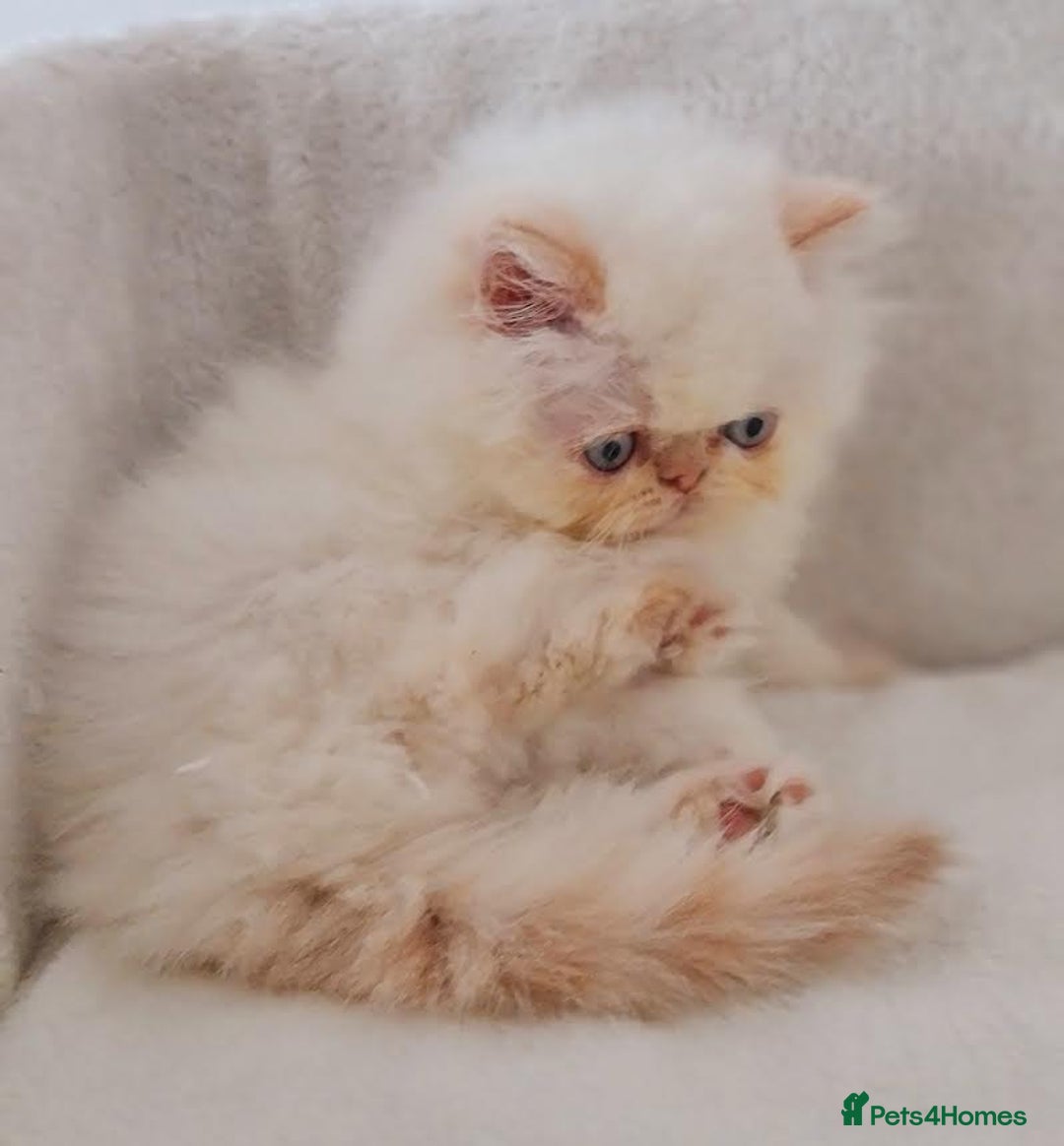 Persian cats for sale: Persian Kittens - Advert 5