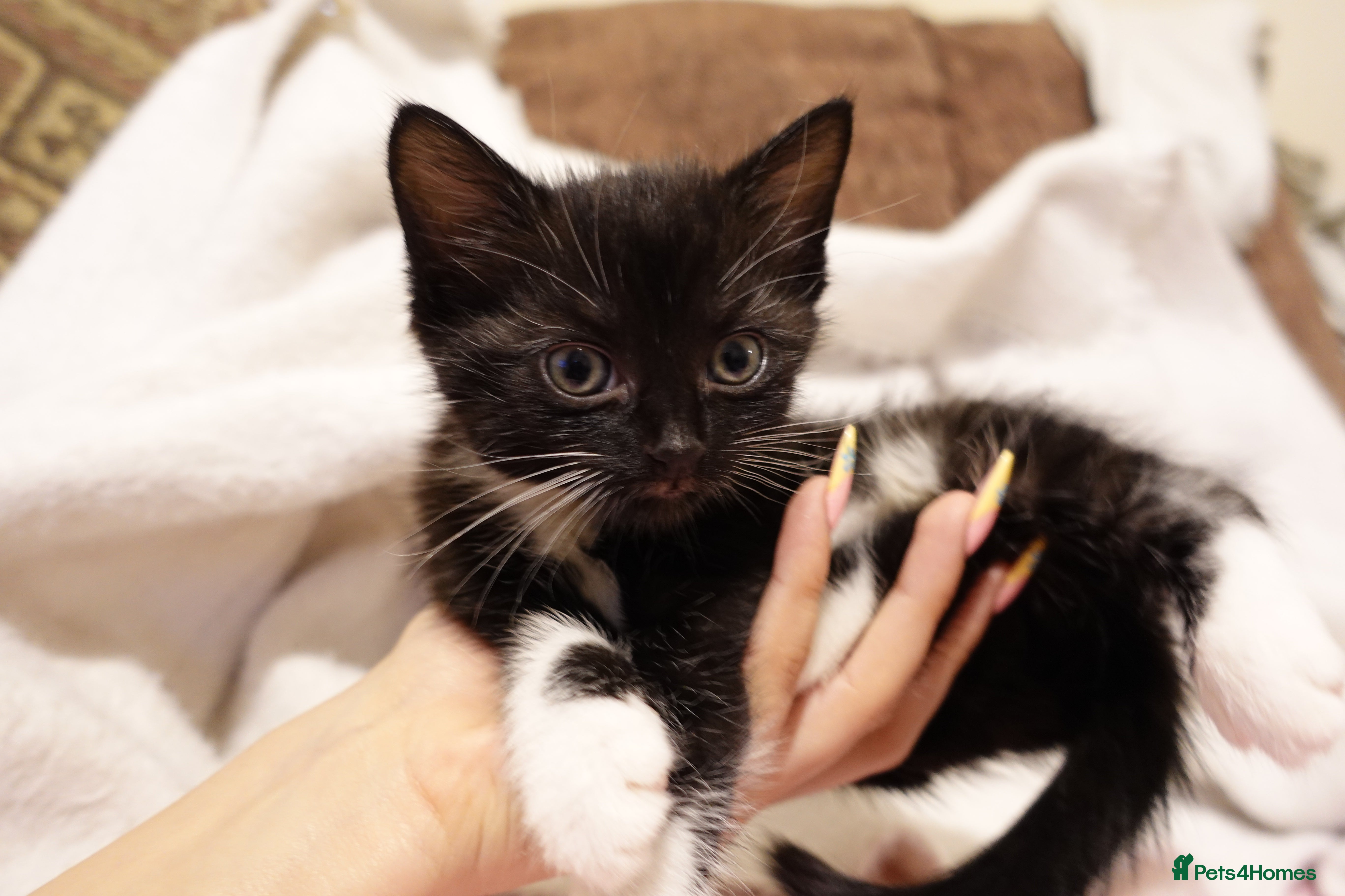 Mixed Breed cats Two male kittens looking for home  - Advert 2