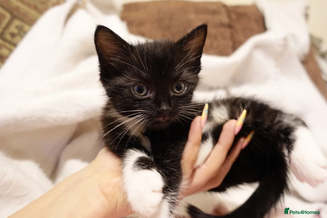 Mixed Breed cats for sale: Two male kittens looking for home  - Advert 1