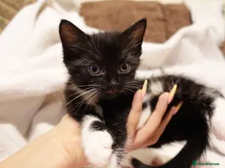 Mixed Breed cats Two male kittens looking for home - Advert 2