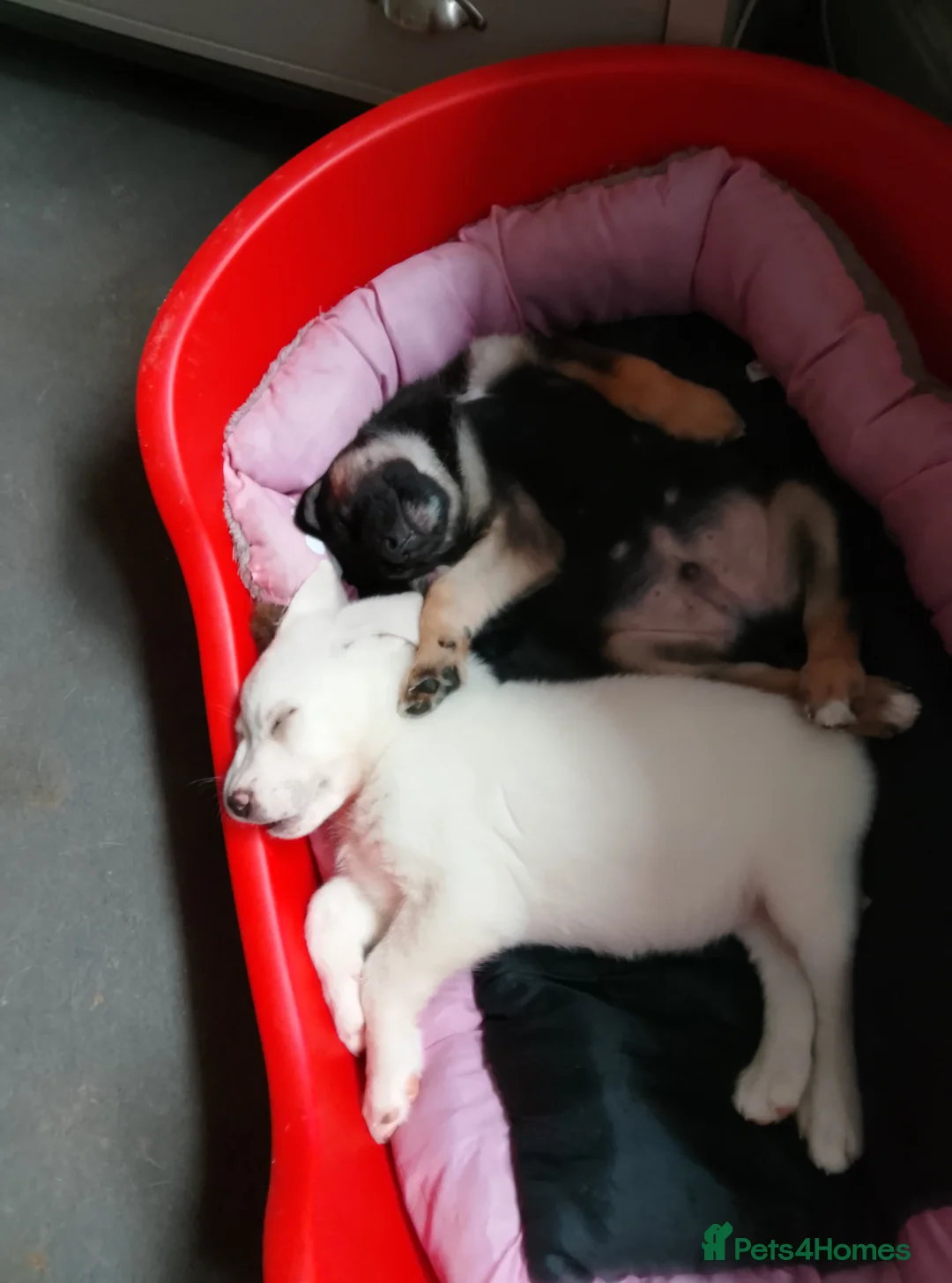 Mixed Breed dogs for sale: Akita mix  - Advert 2