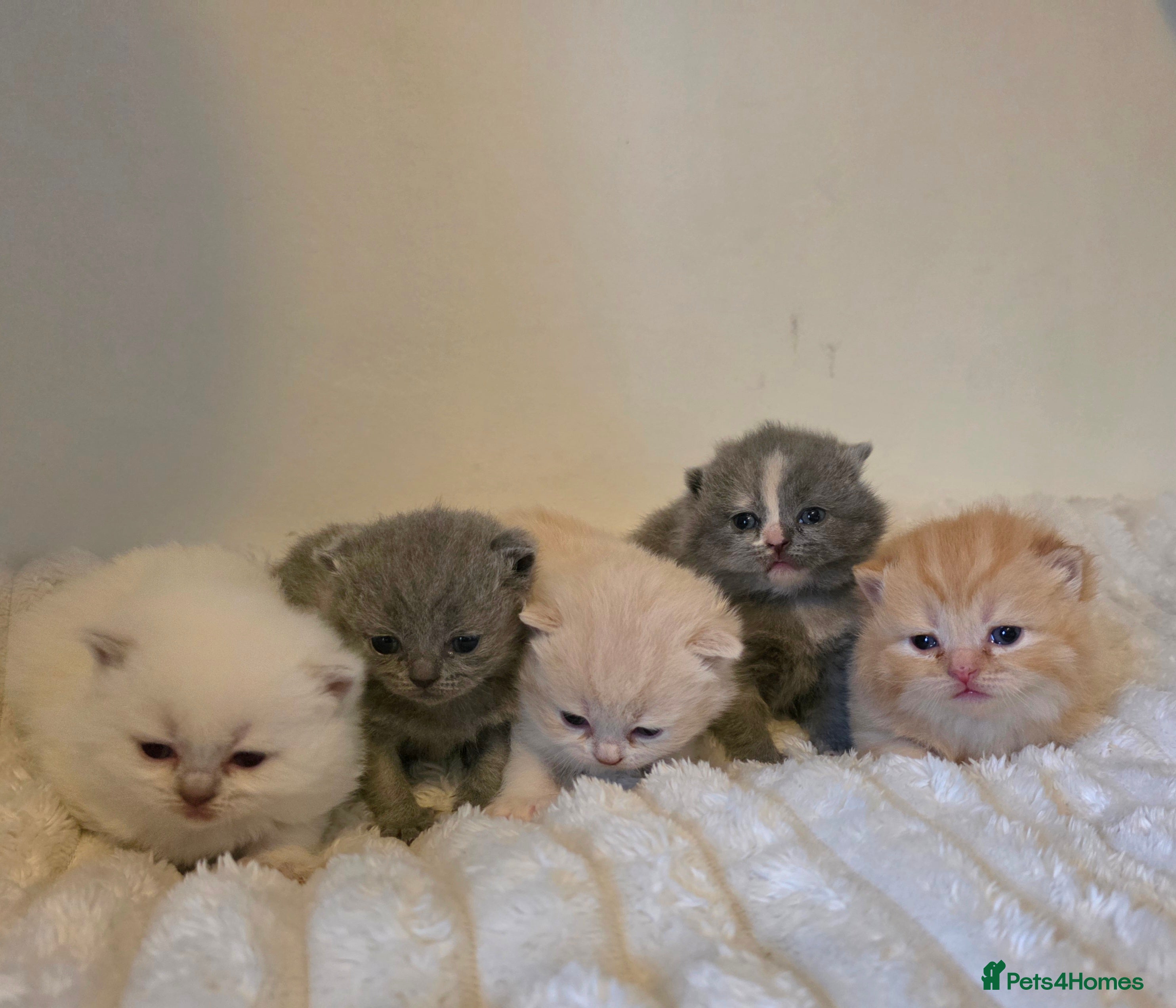 British Shorthair cats for sale: Beautiful unusual Pure British shorthair kittens - Advert 1