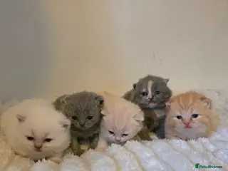 British Shorthair cats for sale: Beautiful unusual Pure British shorthair kittens - Advert 1