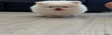 Pomeranian Girl