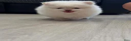 Pomeranian dogs for sale: Tiny Teddy Pomeranian Puppies for sale  - Advert 14