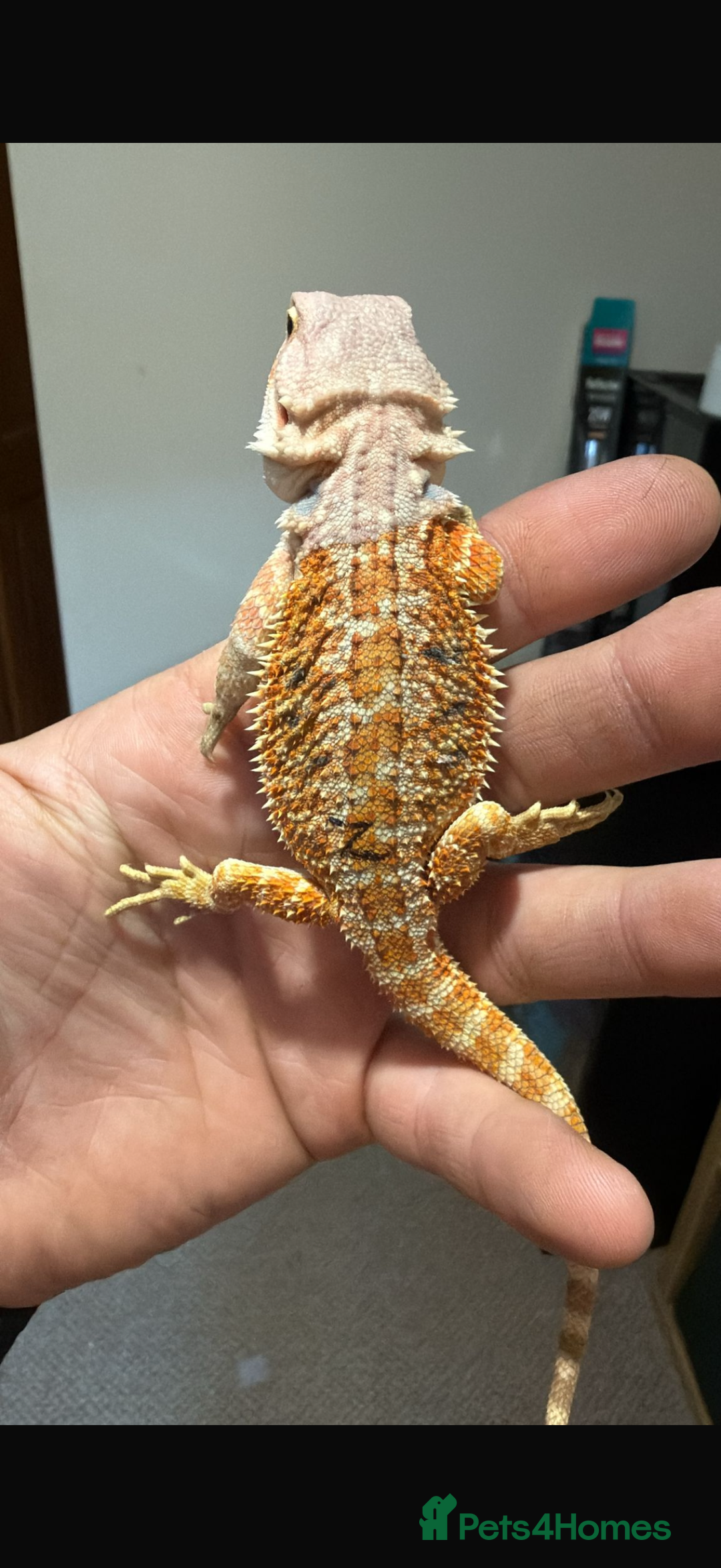 Bearded Dragon reptiles for sale: 🔥🔥 £100 🔥BABY BEARDED DRAGON 🔥🔥🔥 1 LEFT 🔥🔥 - Image 3