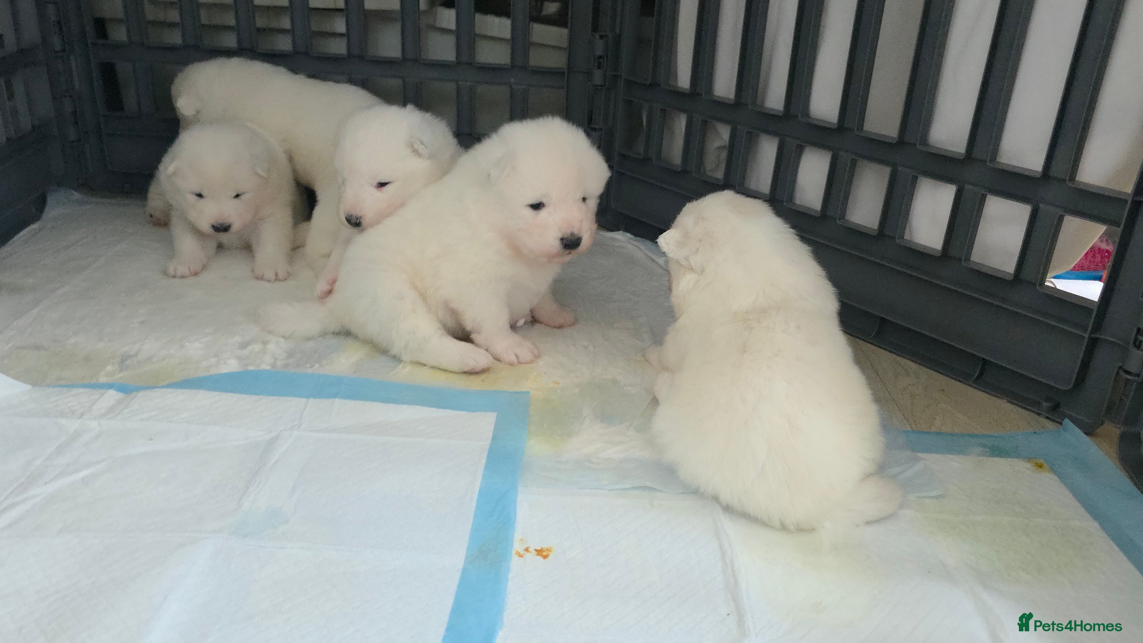 Samoyed dogs Beautiful purebred puppies - Advert 2