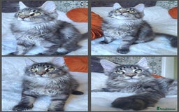 Maine Coon cats for sale: Big outstanding Russian lines with many champions  - Image 6