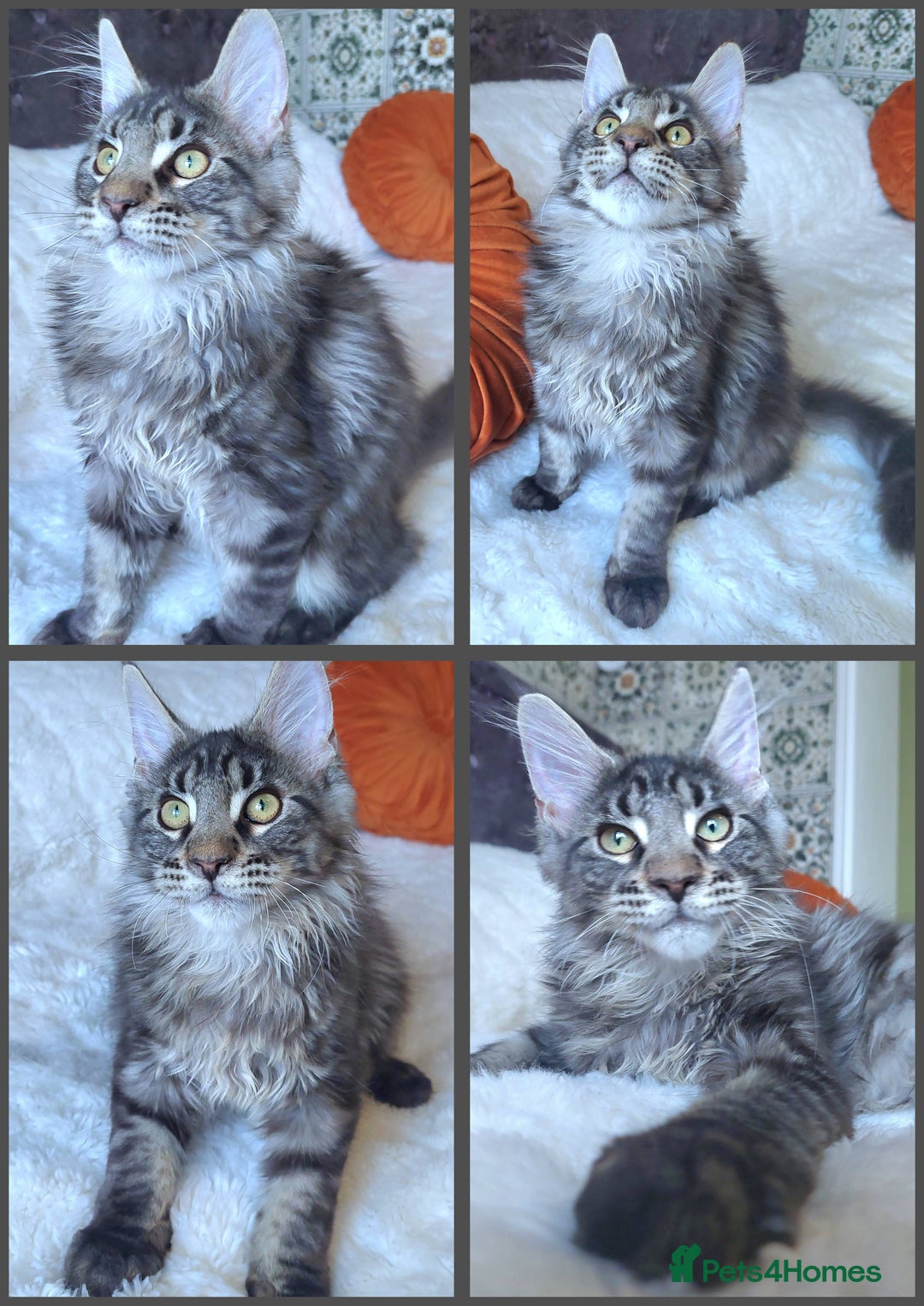 Maine Coon cats for sale: Big outstanding Russian lines with many champions  - Image 6