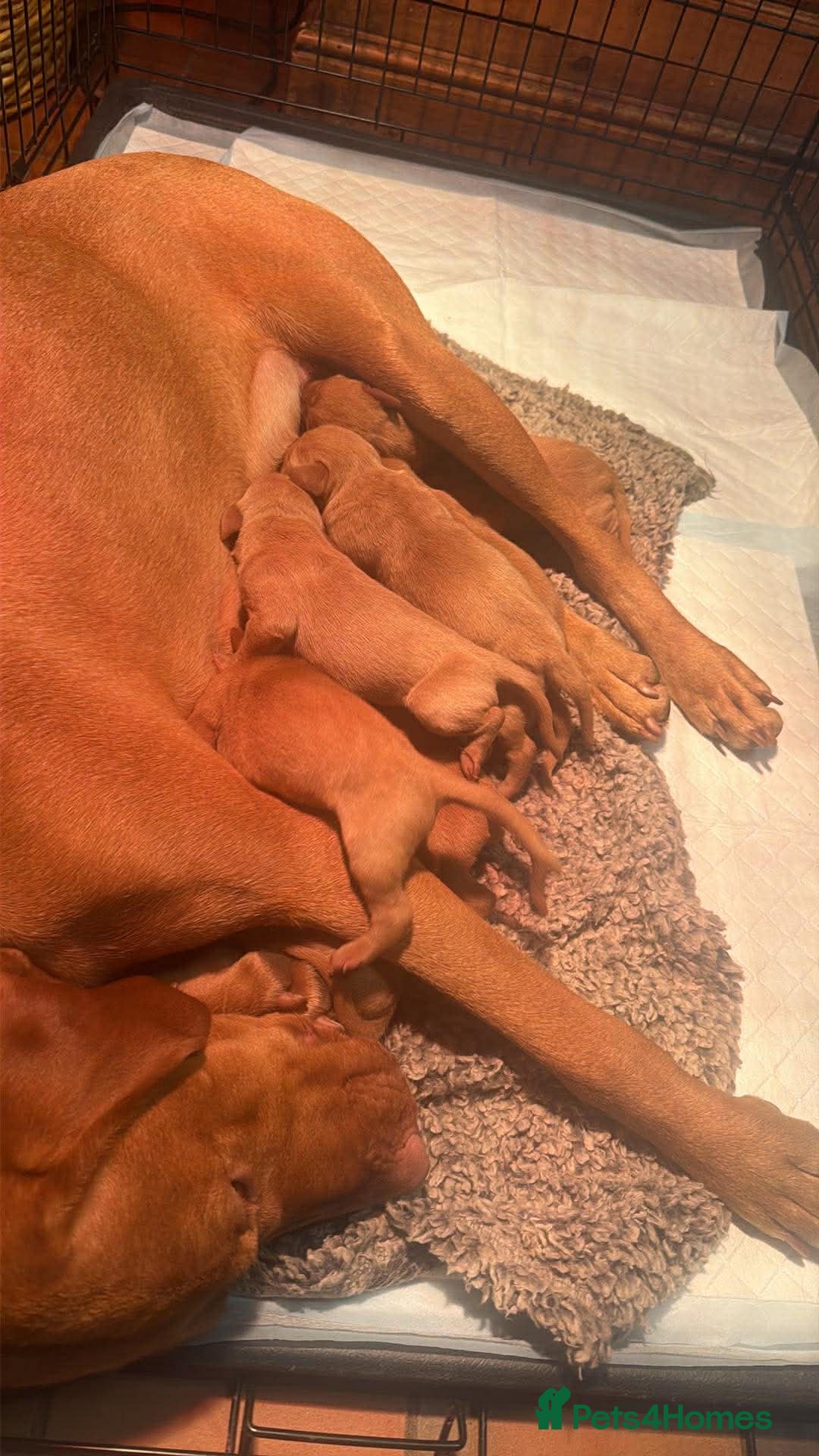 Hungarian Vizsla dogs for sale: DUAL PURPOSE FIELD & SHOW CHAMPIONS BRED PUPPIES - Advert 10